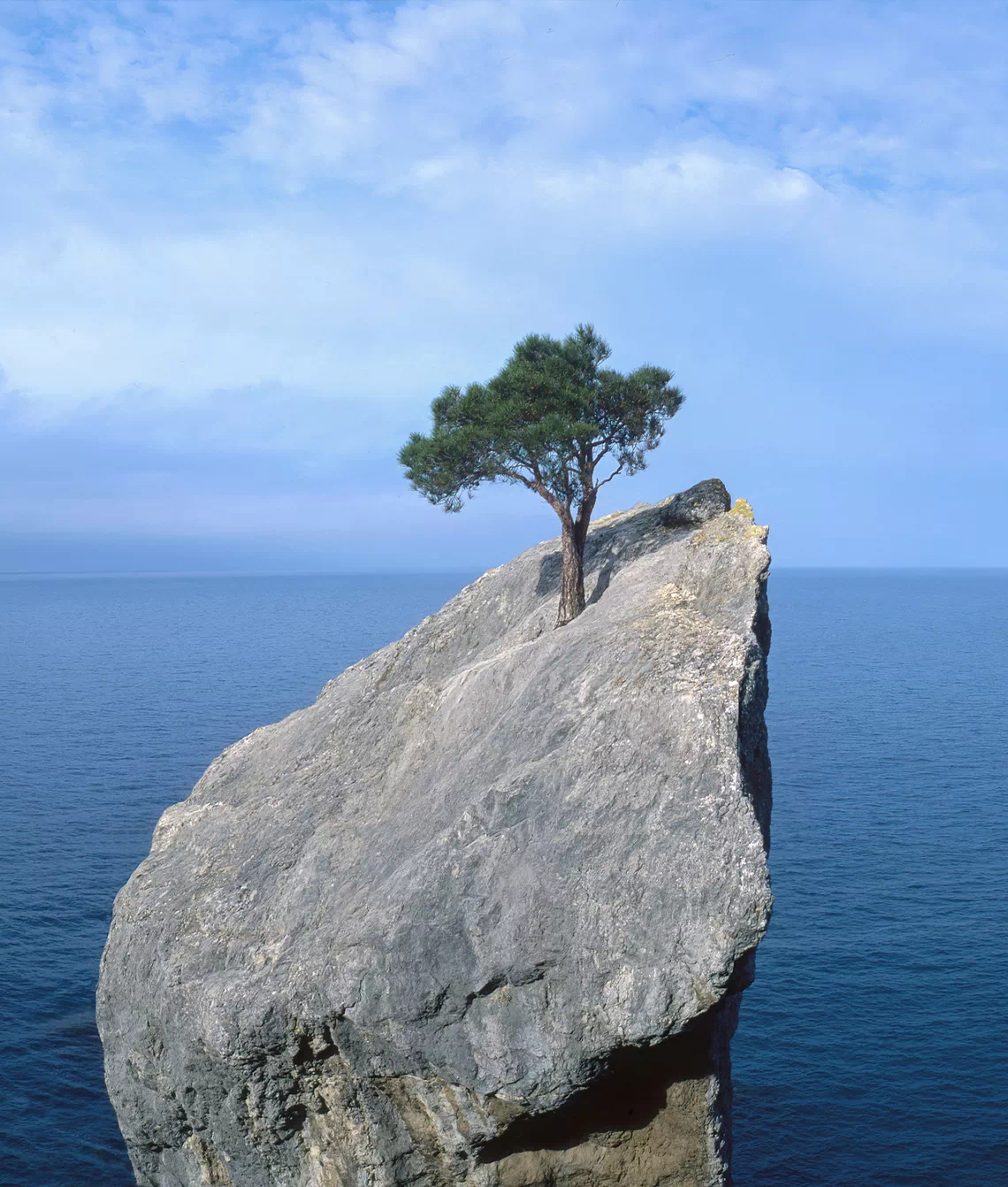 drzewo na skale